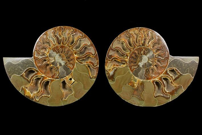 Bargain, Cut & Polished Ammonite Fossil - Madagascar #148063